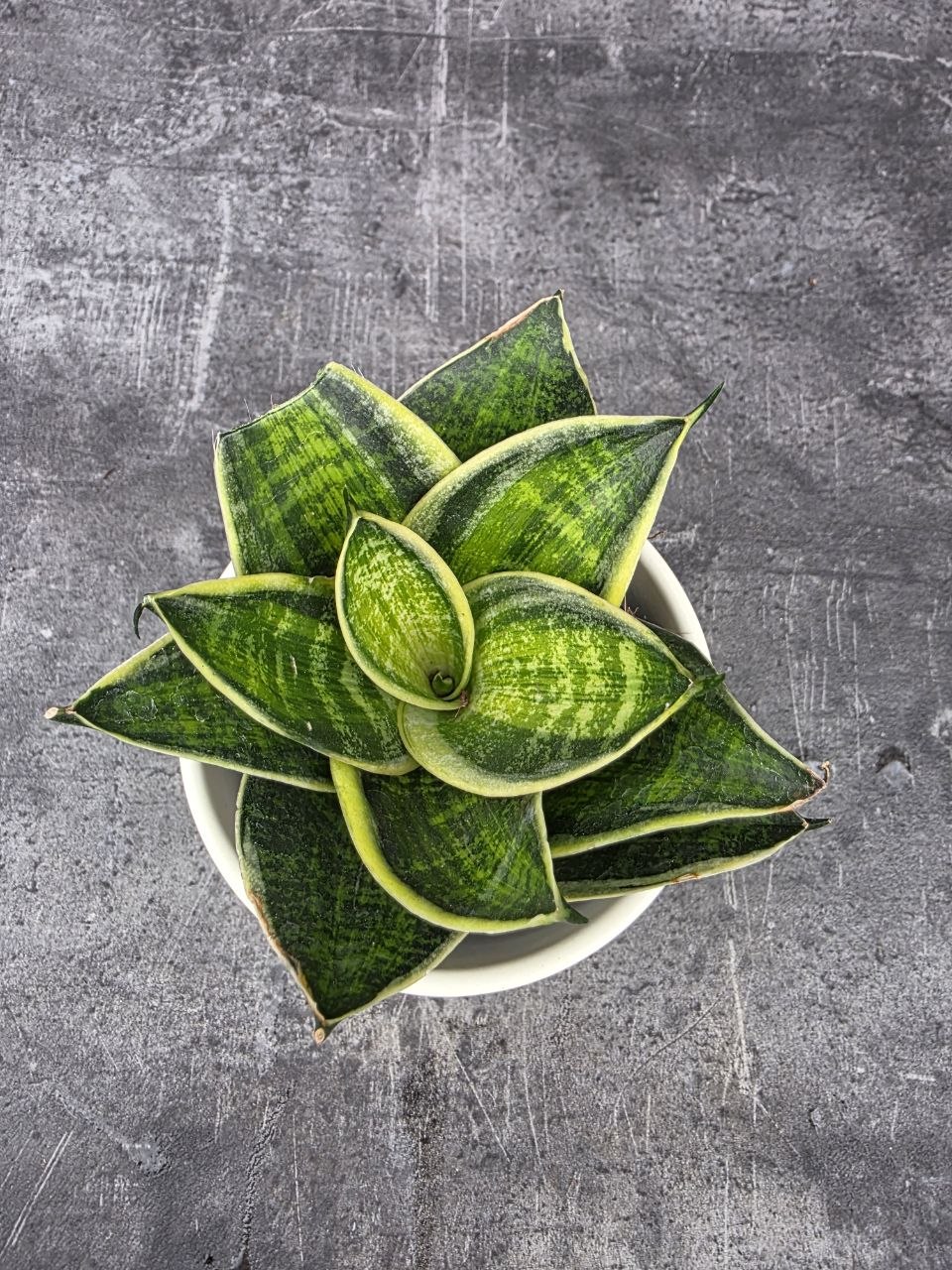 Sansevieria Hahnii Superba