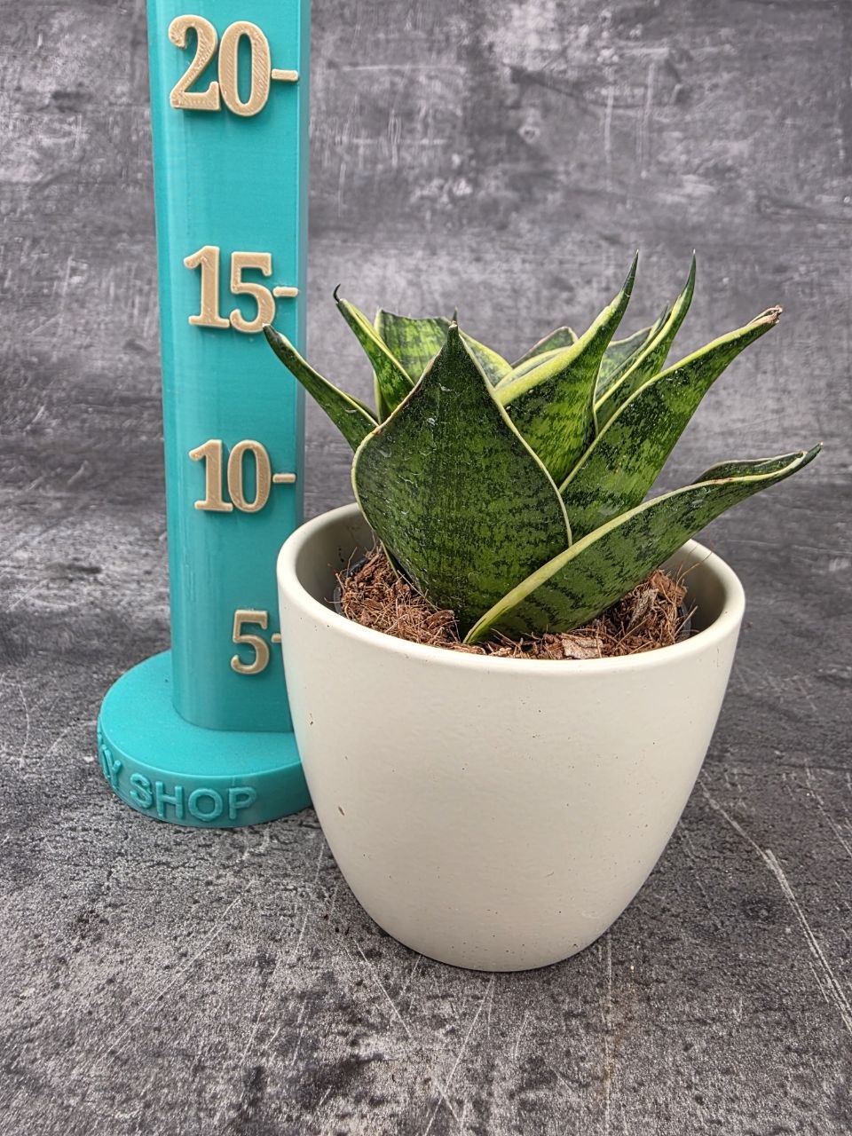 Sansevieria Hahnii Superba