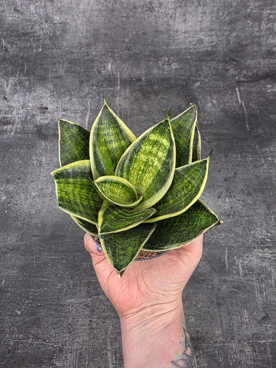 Sansevieria Hahnii Superba