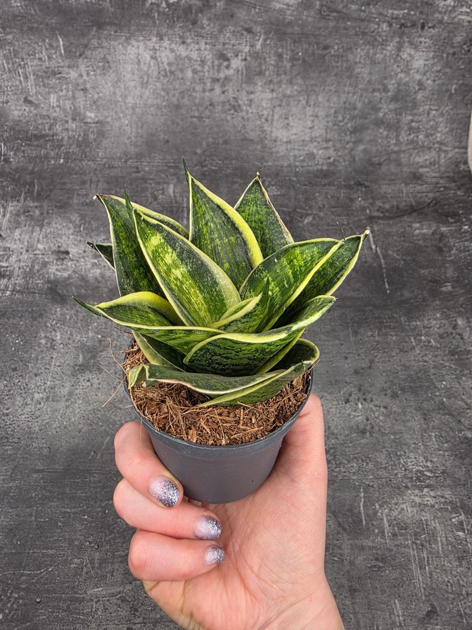 Sansevieria Hahnii Superba