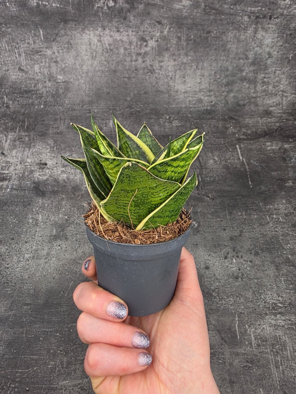 Sansevieria Hahnii Superba