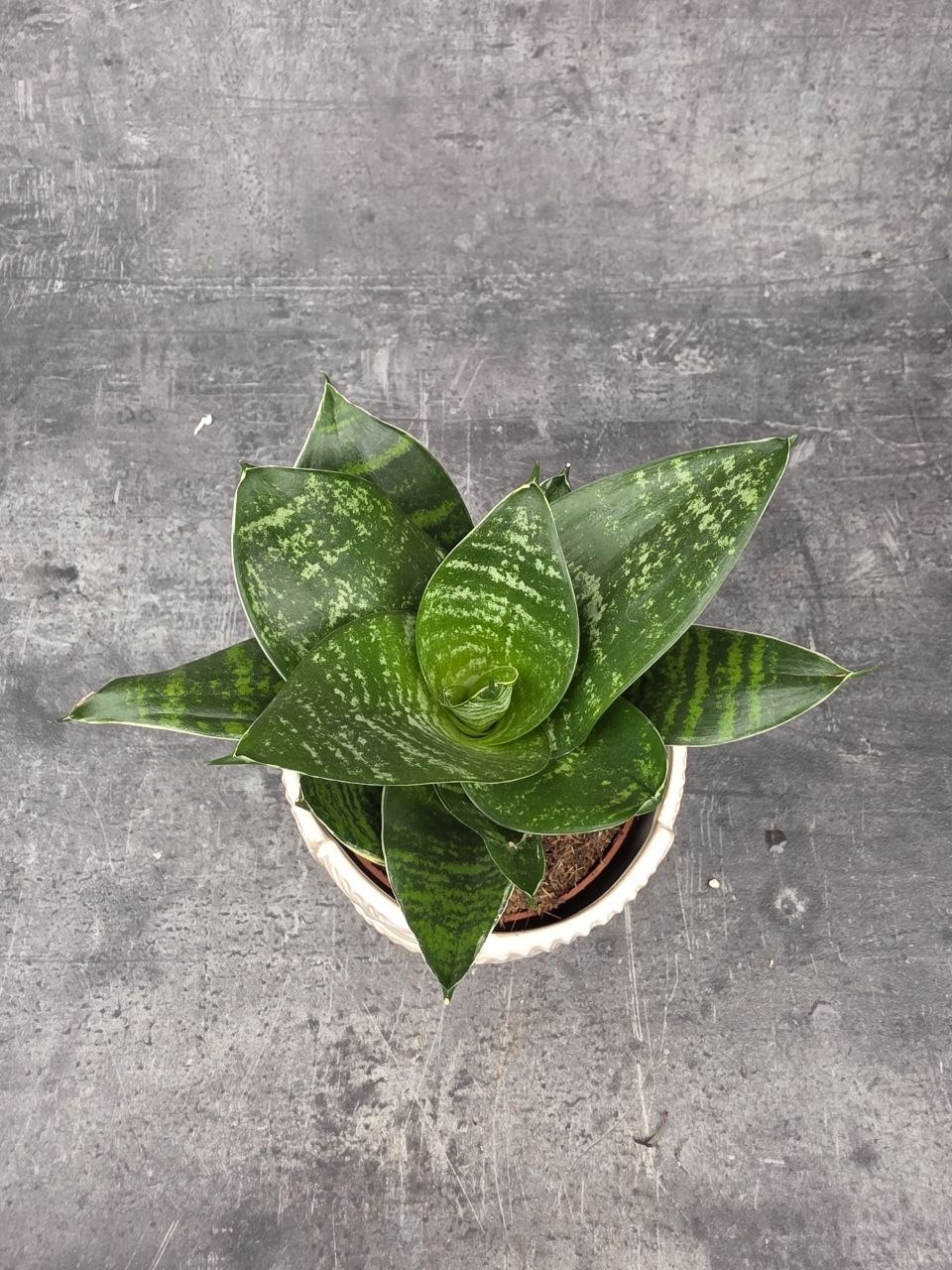 Sansevieria trifasciata 