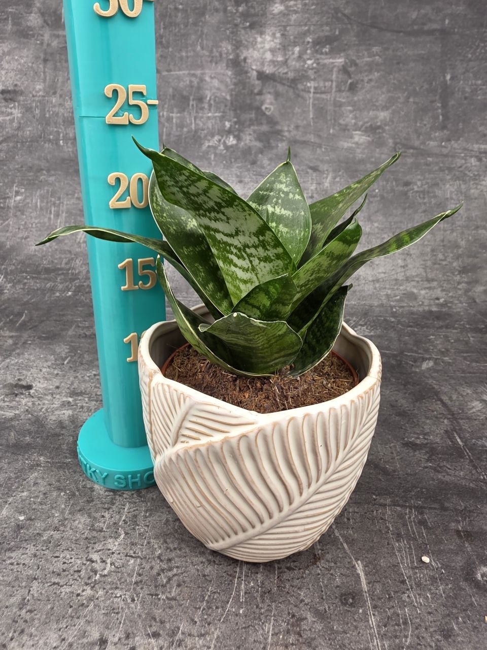 Sansevieria trifasciata 