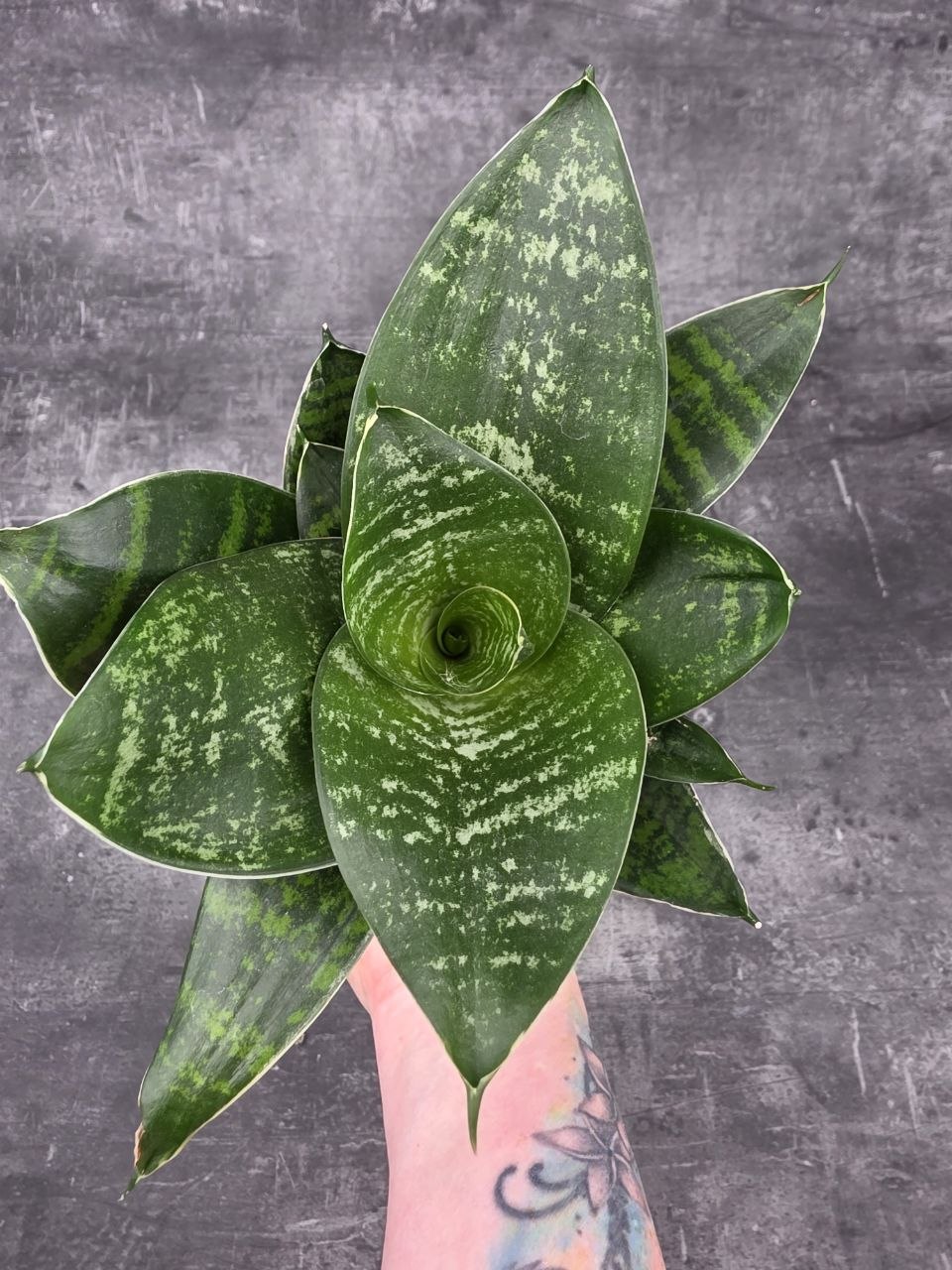 Sansevieria trifasciata 