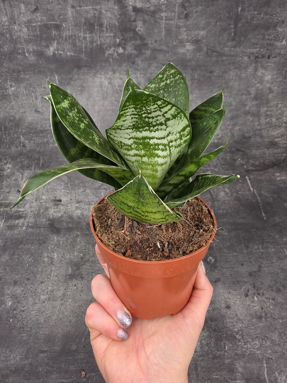 Sansevieria trifasciata 
