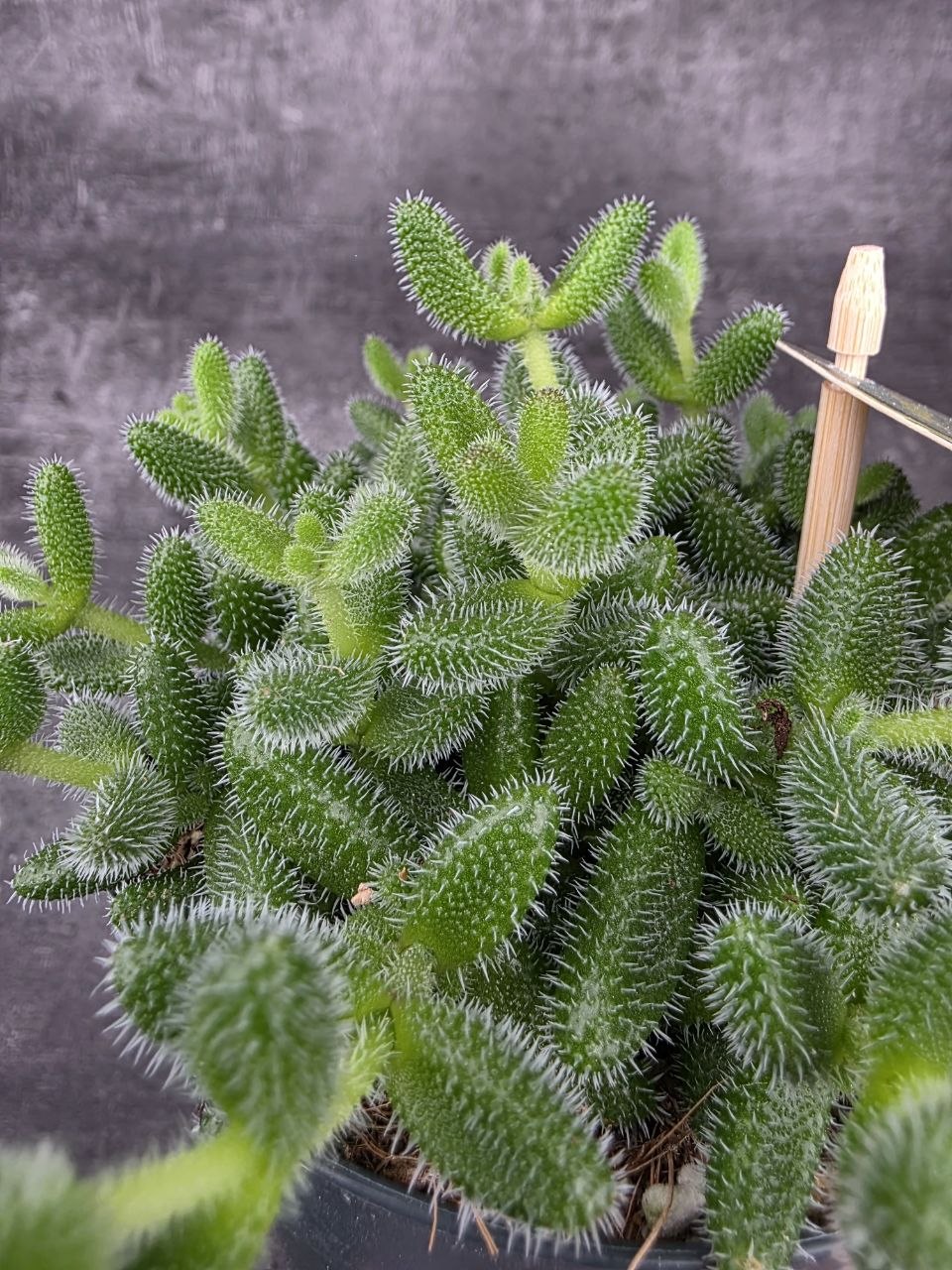 Delosperma Echinatum