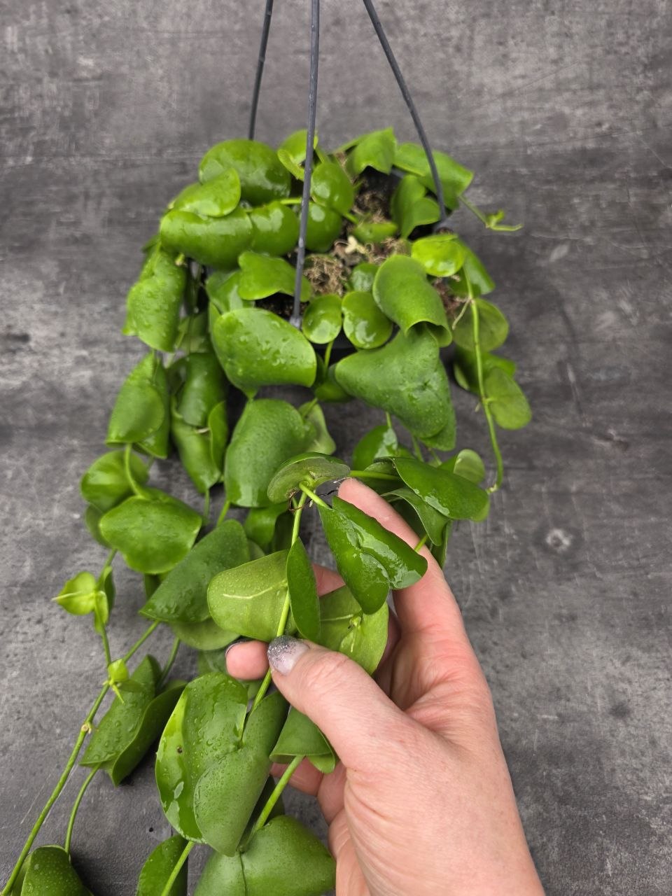 Dischidia Platyphylla