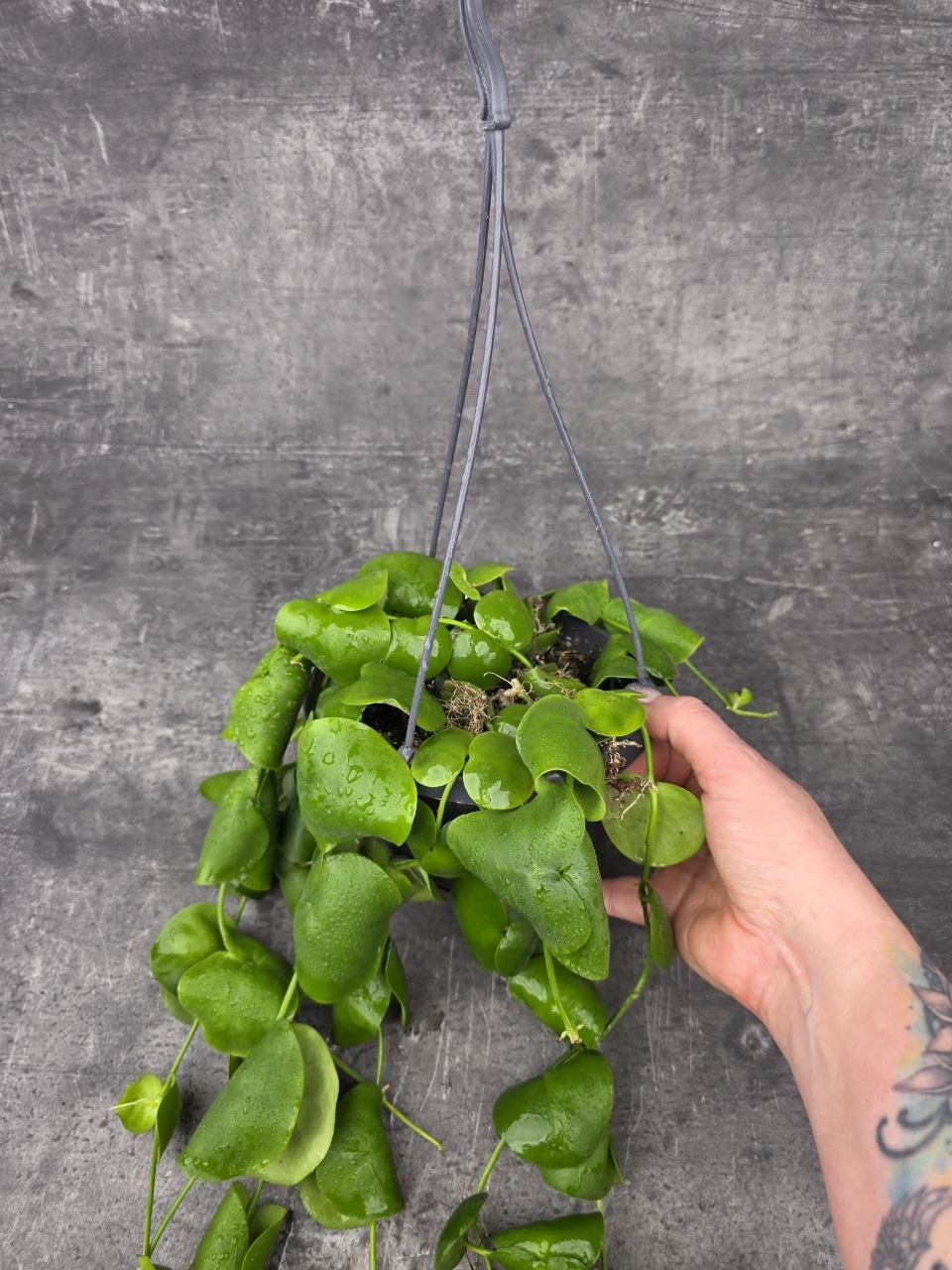 Dischidia Platyphylla