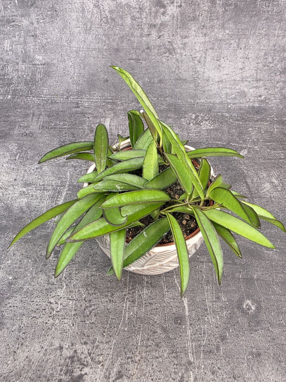 Hoya Wayetti 12 cm