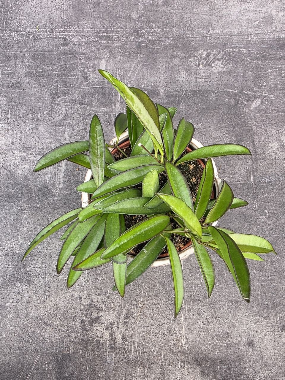 Hoya Wayetti 12 cm