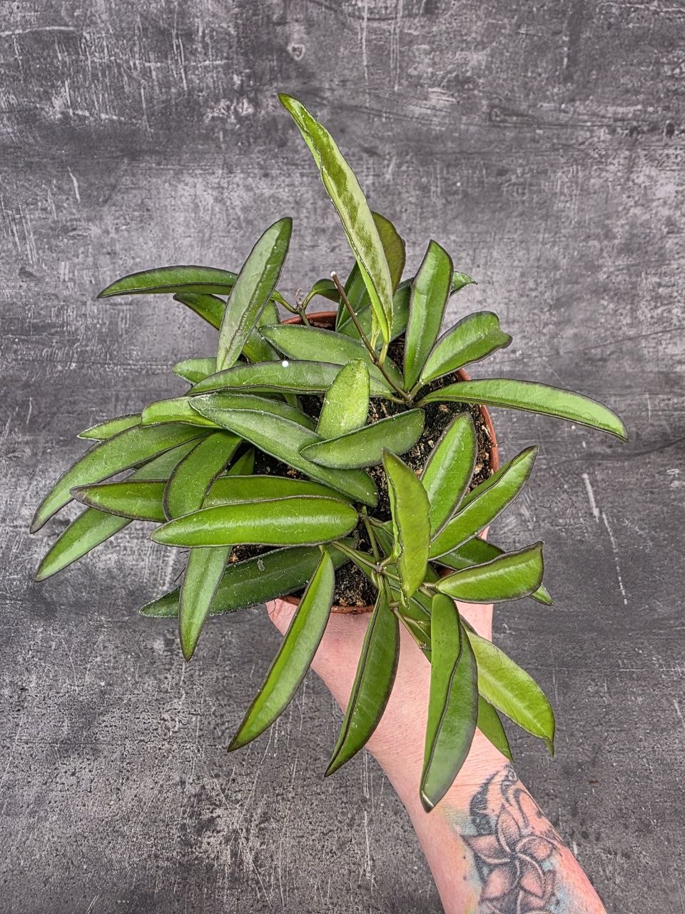 Hoya Wayetti 12 cm