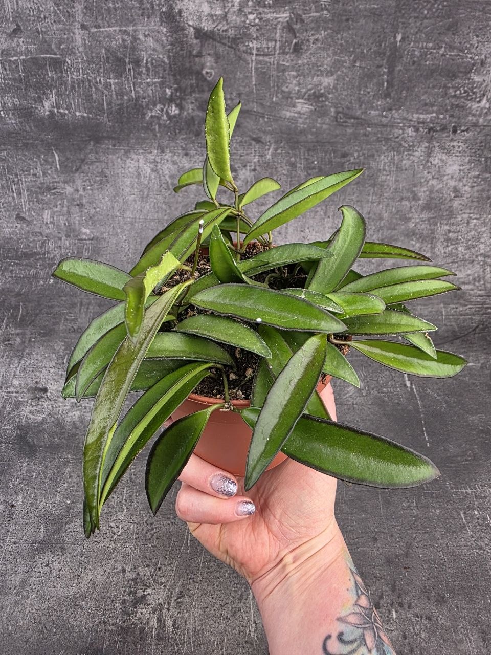 Hoya Wayetti 12 cm