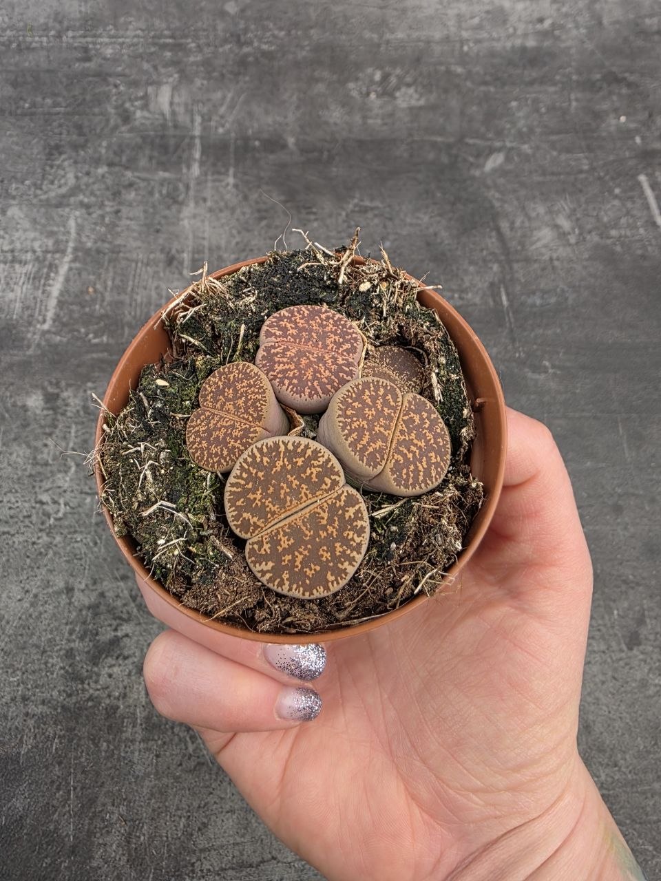 Lithops Leslei sukulent 8,5 cm