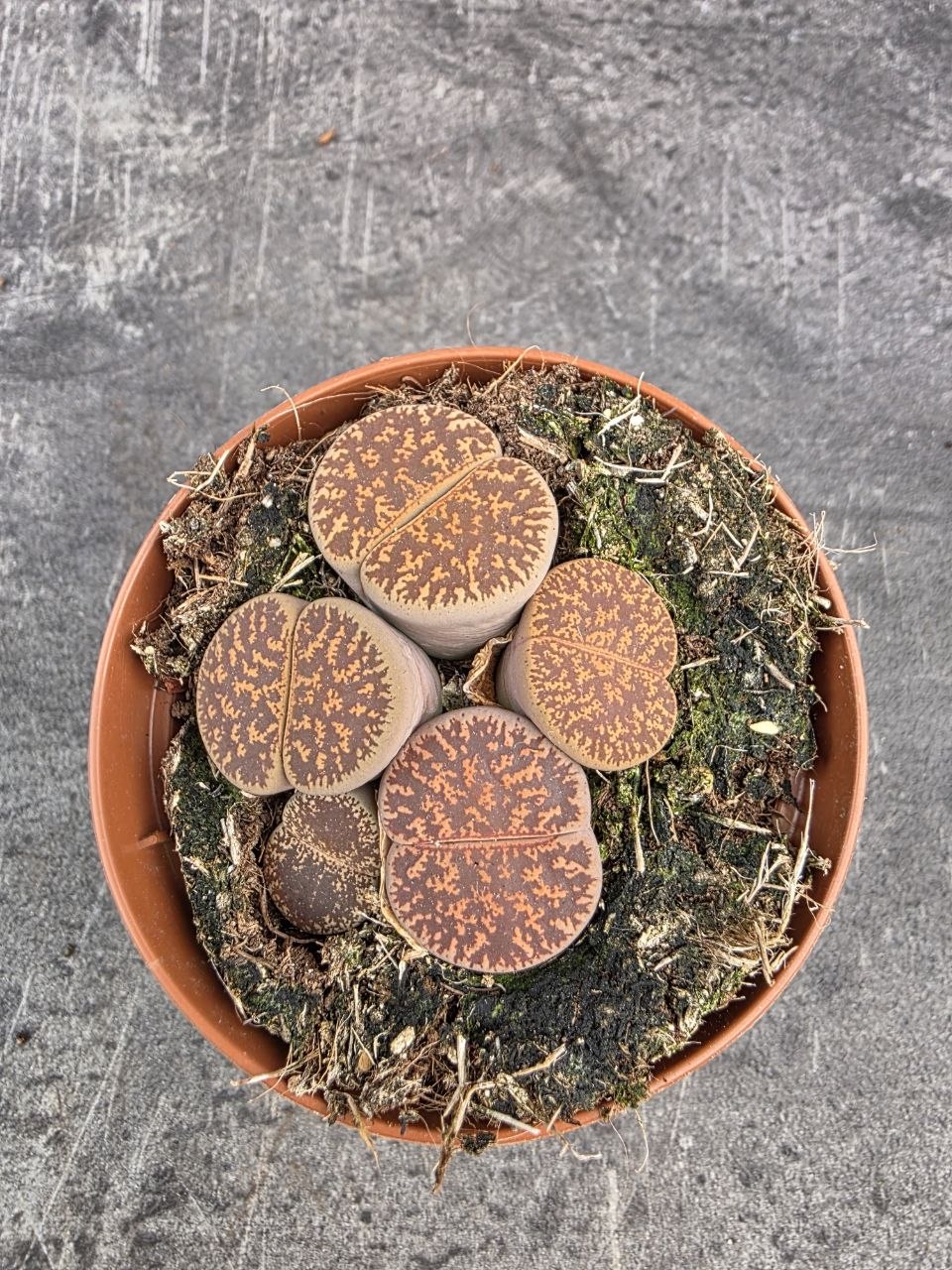 Lithops Leslei sukulent 8,5 cm