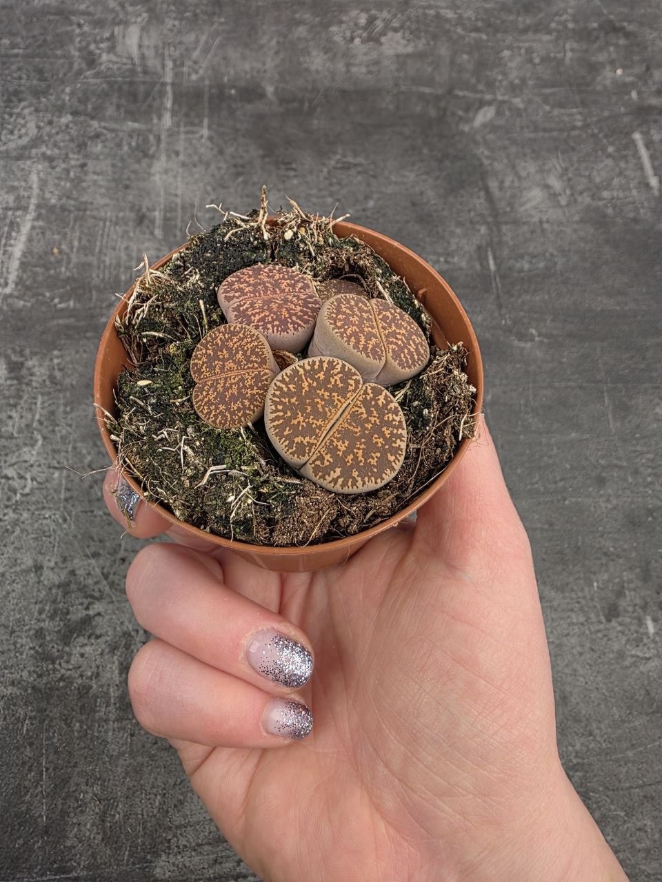Lithops Leslei sukulent 8,5 cm