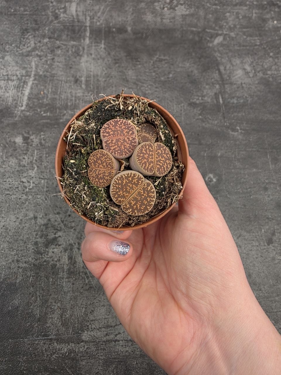 Lithops Leslei sukulent 8,5 cm