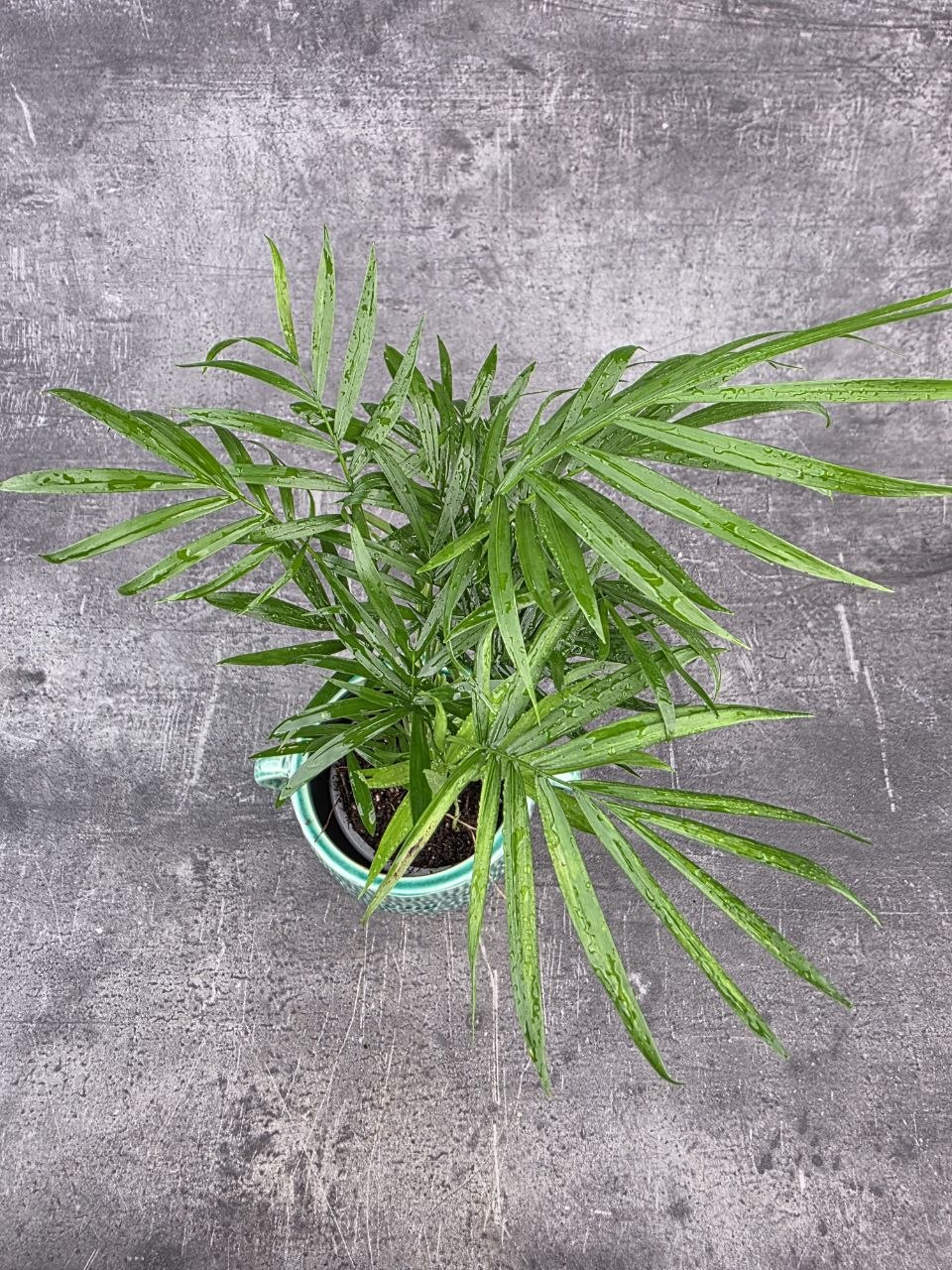 Chamedorea Elegans 