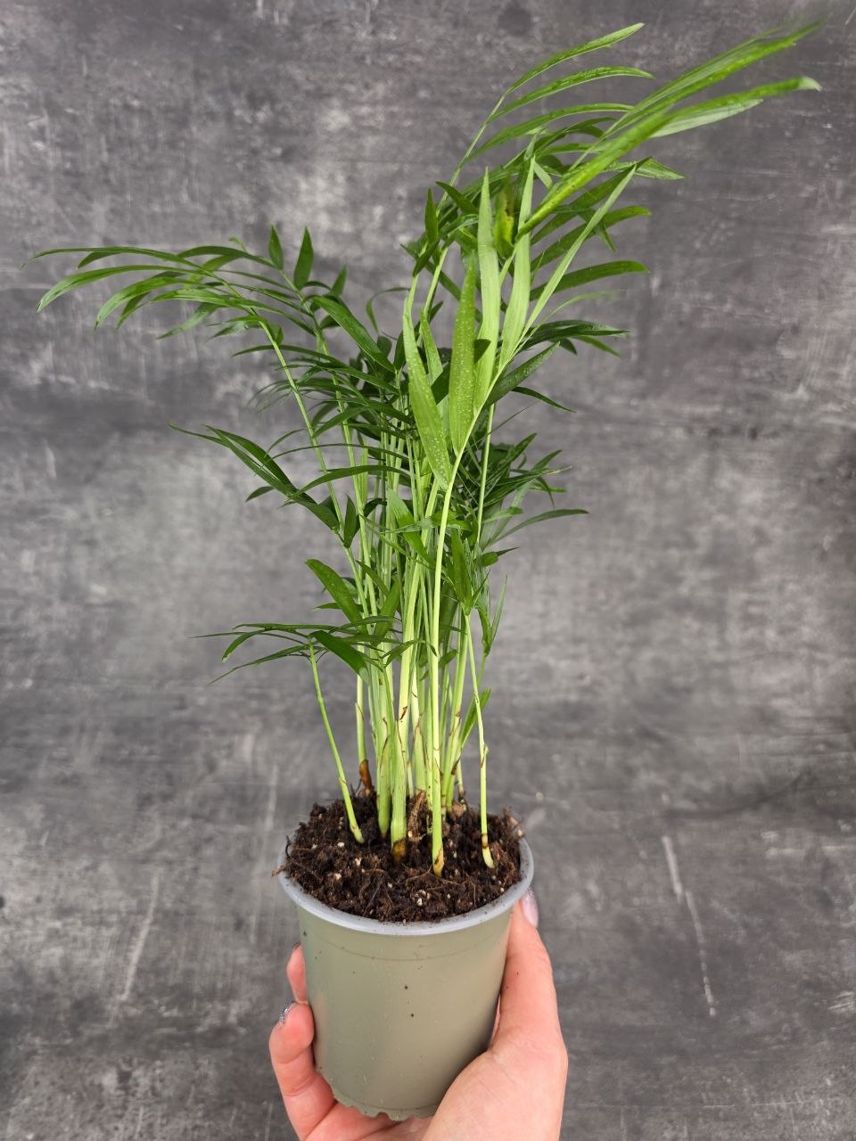 Chamedorea Elegans 