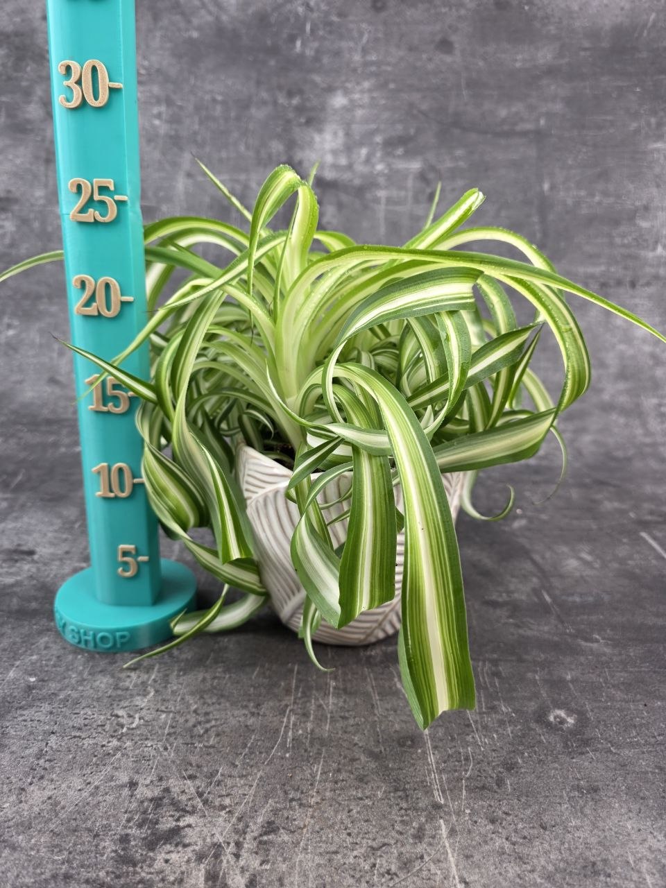 Chlorophytum Comosum žíhané Bonnie