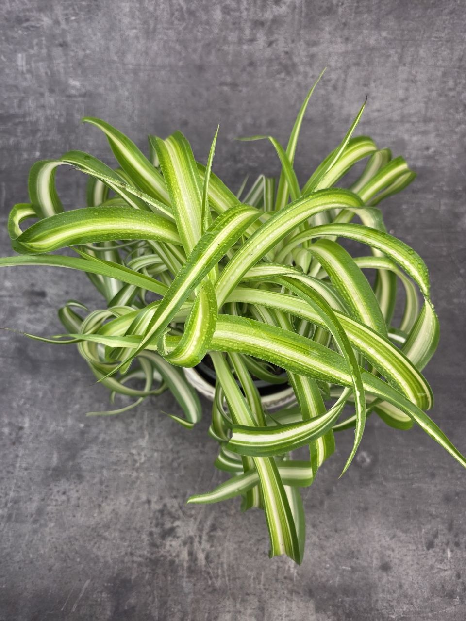 Chlorophytum Comosum žíhané Bonnie