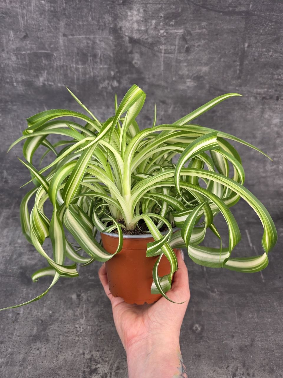 Chlorophytum Comosum žíhané Bonnie