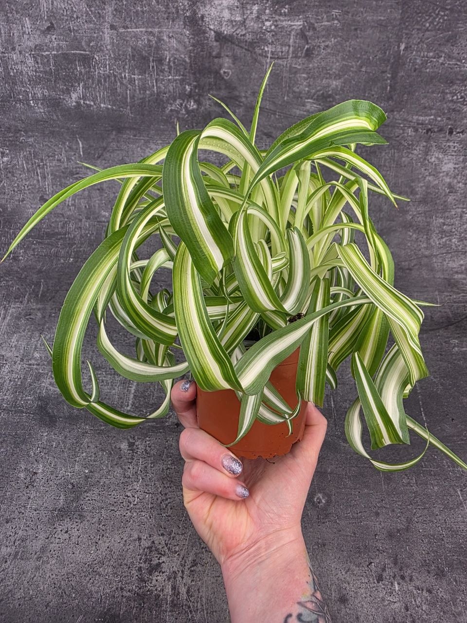 Chlorophytum Comosum žíhané Bonnie