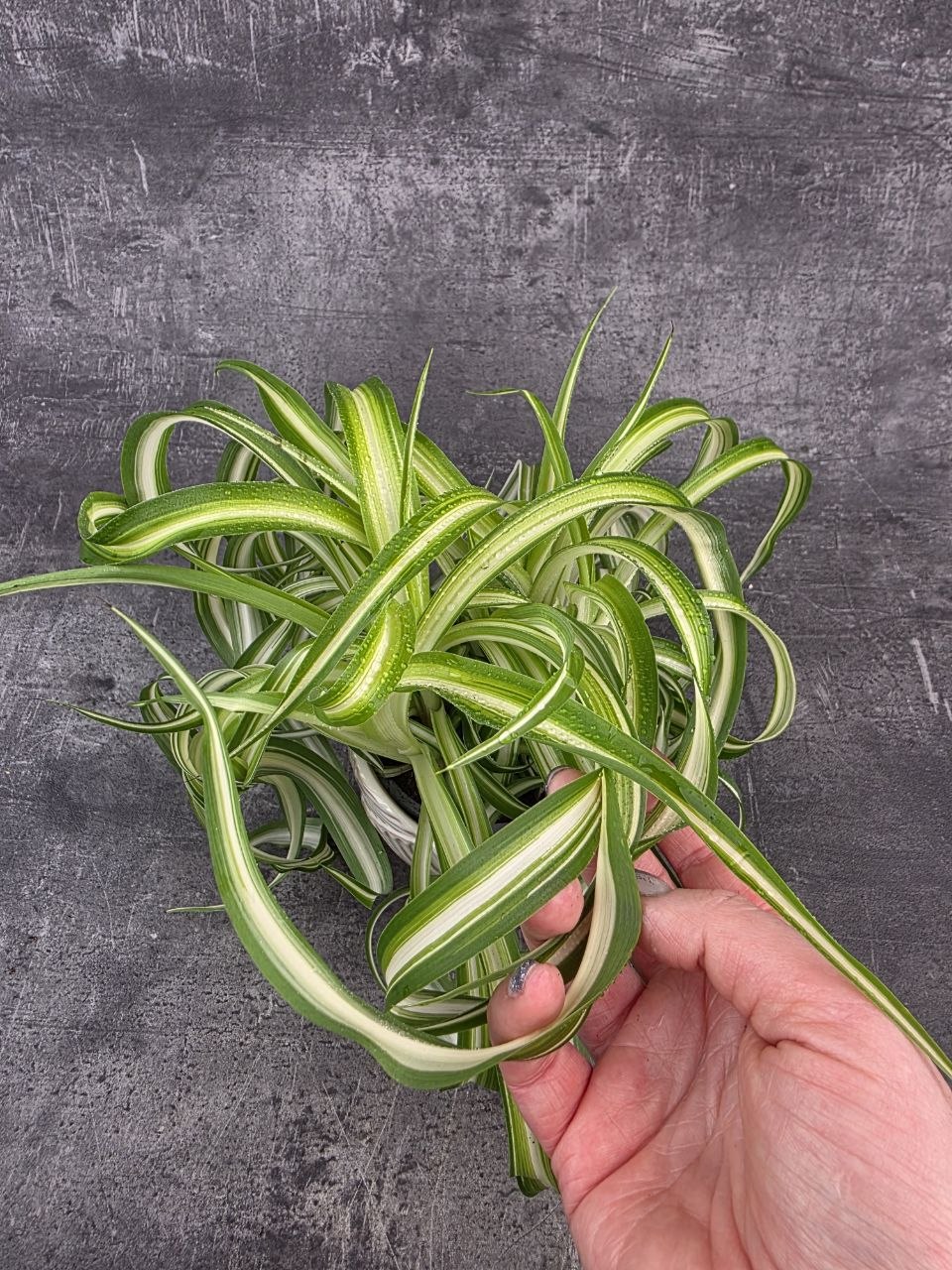 Chlorophytum Comosum žíhané Bonnie