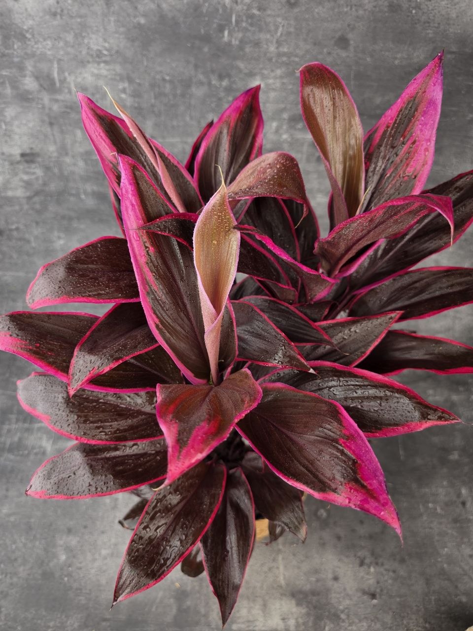 Cordyline Fruticosa Mambo XXL