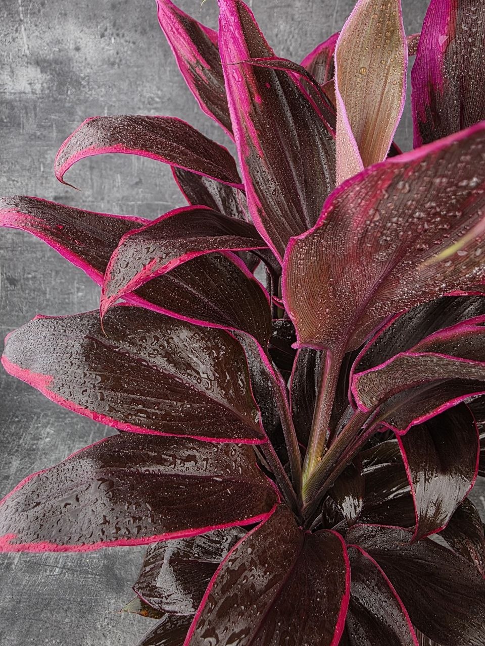 Cordyline Fruticosa Mambo XXL