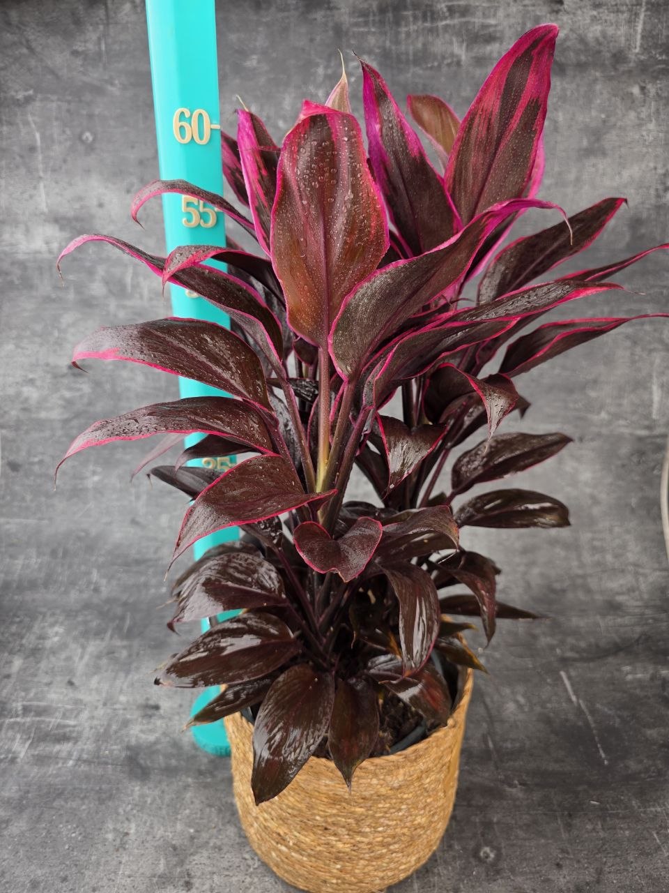 Cordyline Fruticosa Mambo XXL