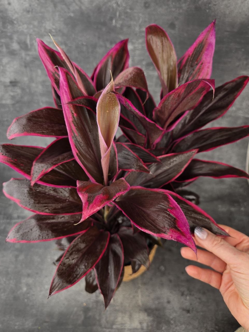 Cordyline Fruticosa Mambo XXL