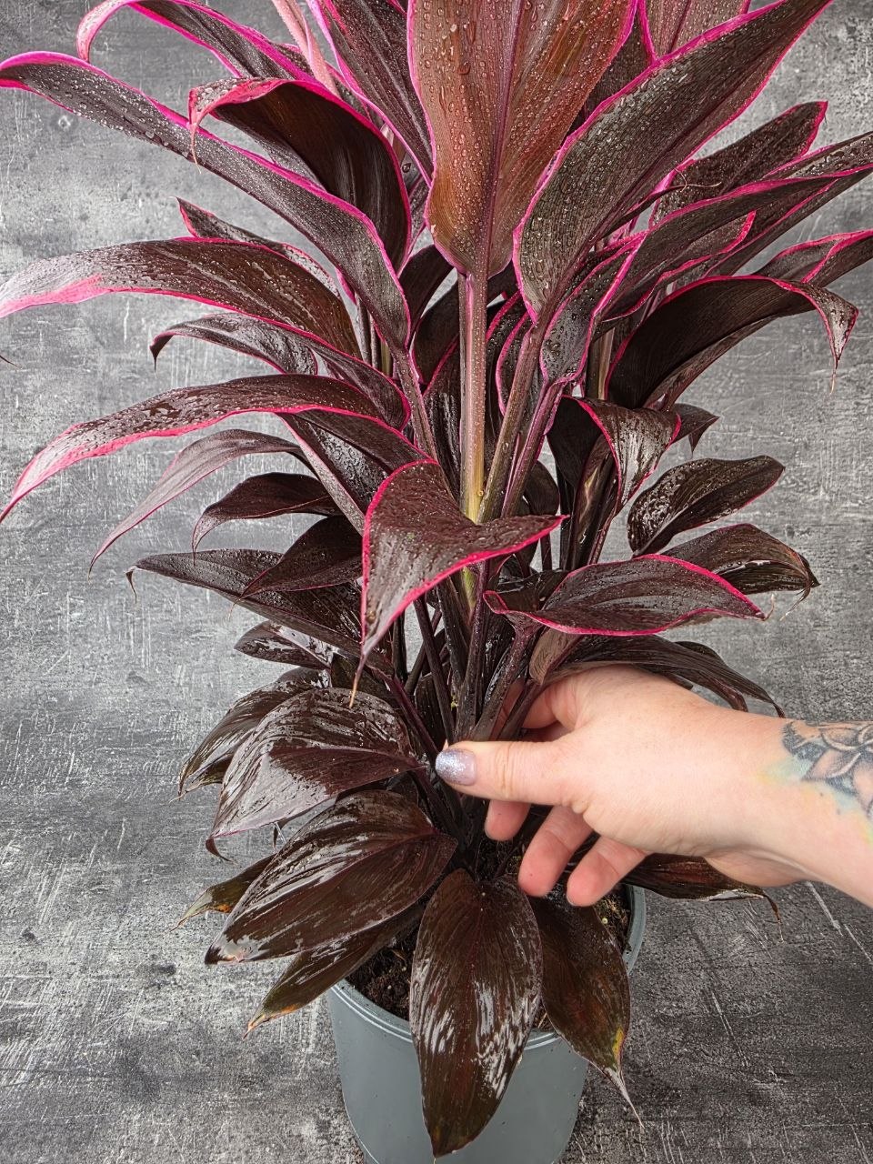 Cordyline Fruticosa Mambo XXL