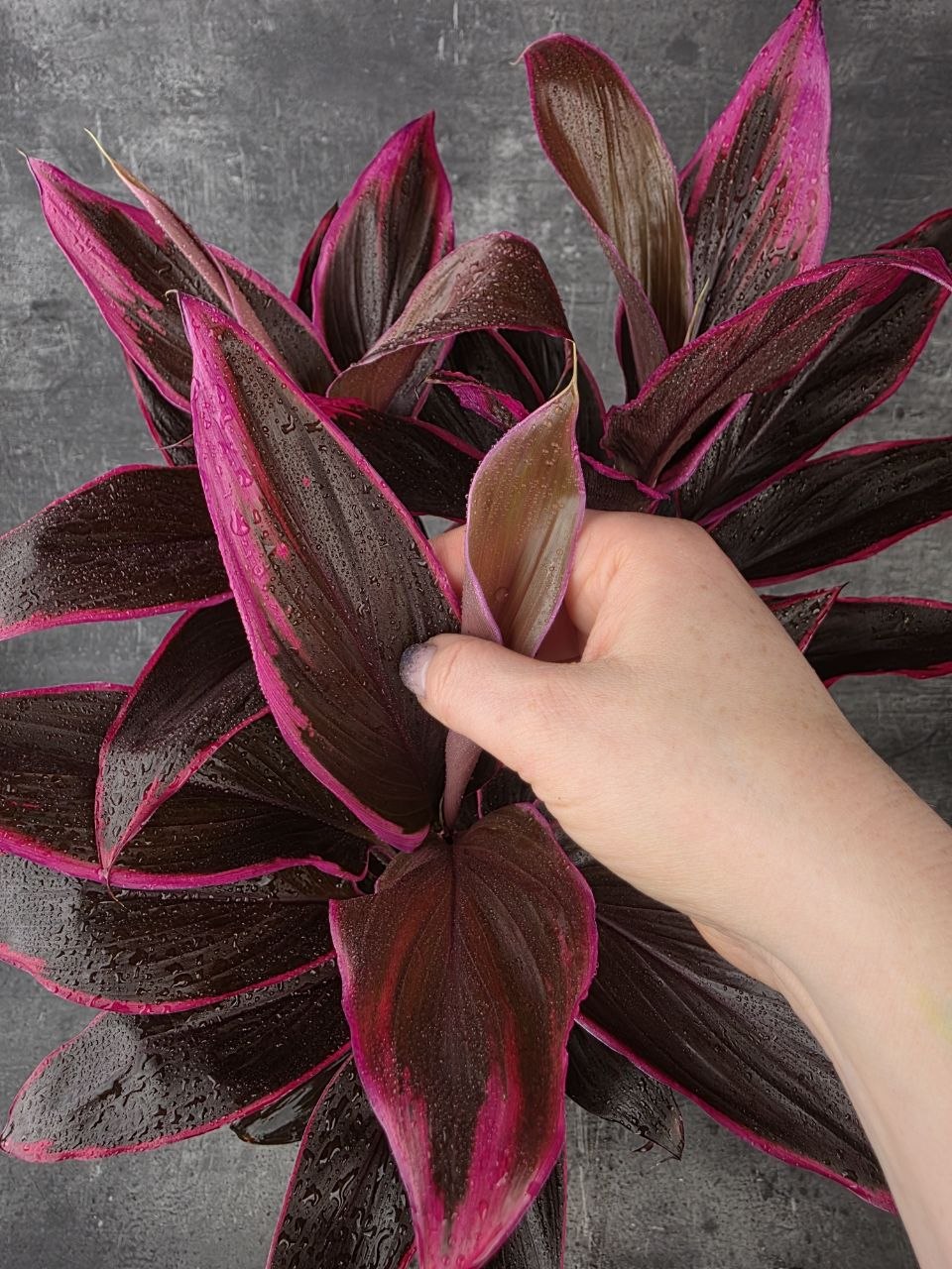 Cordyline Fruticosa Mambo XXL