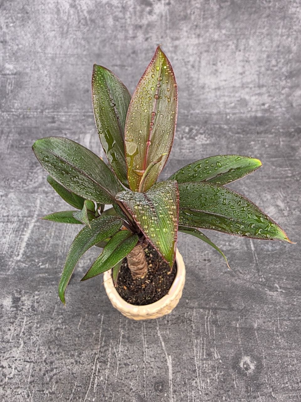 Cordyline Fruticosa mini