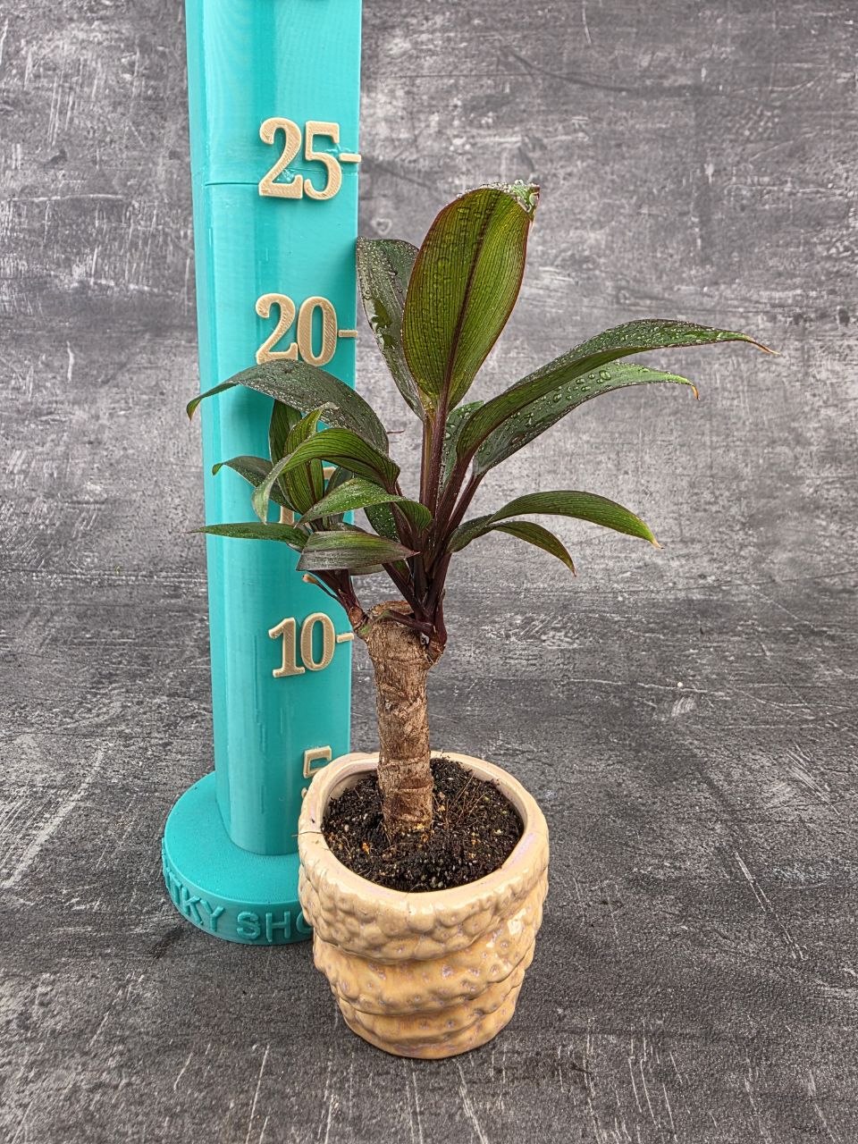 Cordyline Fruticosa mini