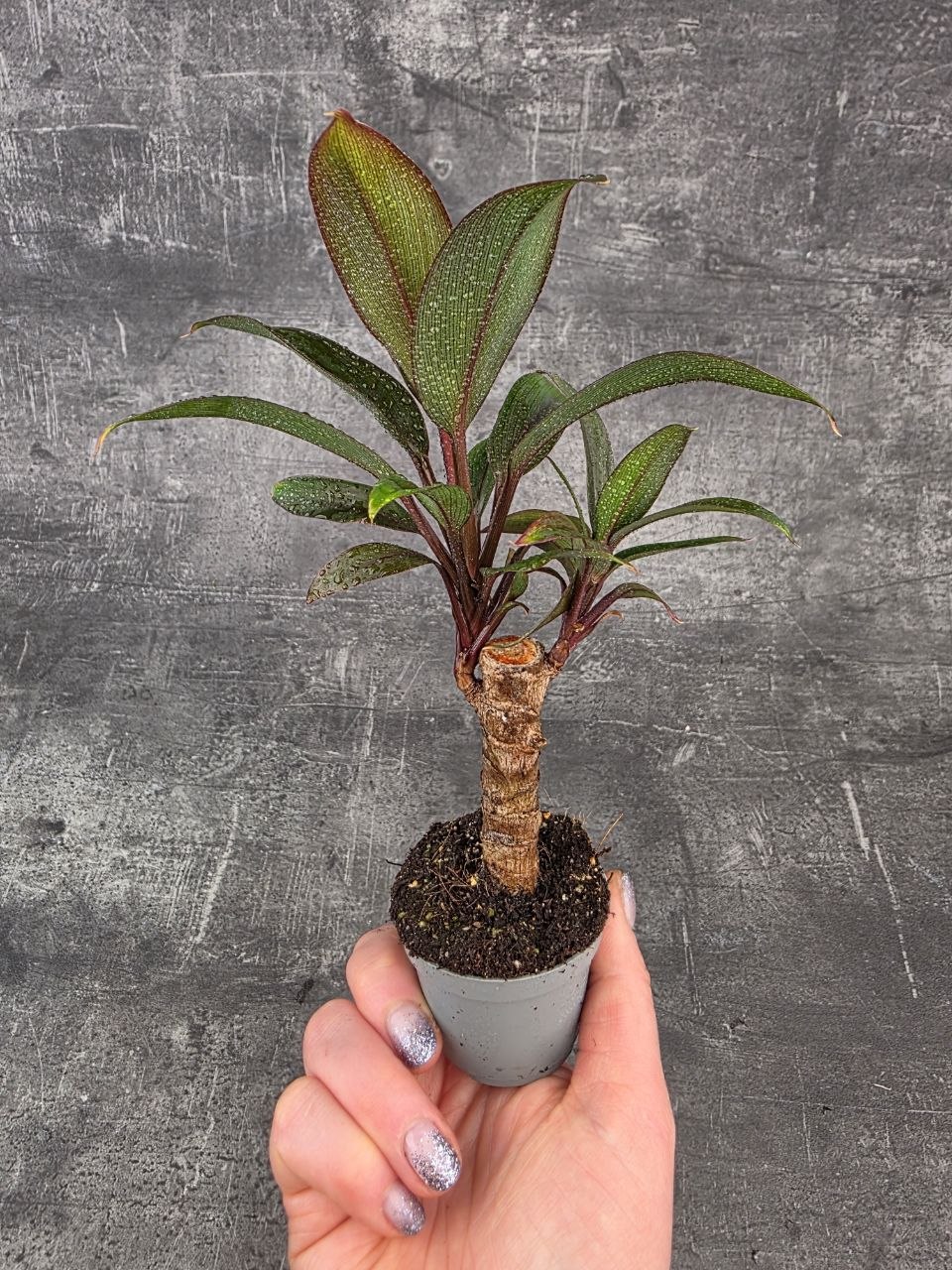 Cordyline Fruticosa mini
