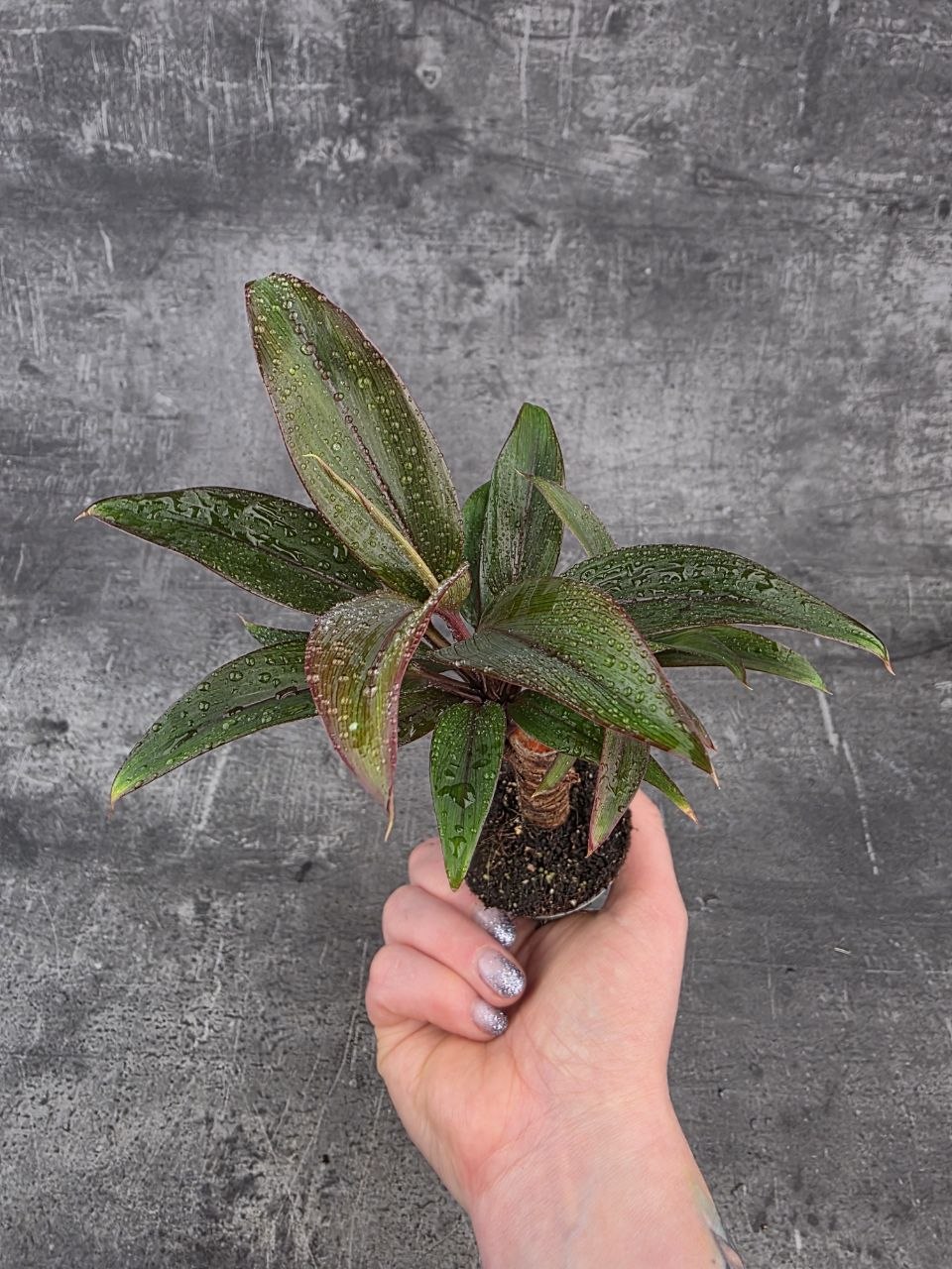 Cordyline Fruticosa mini