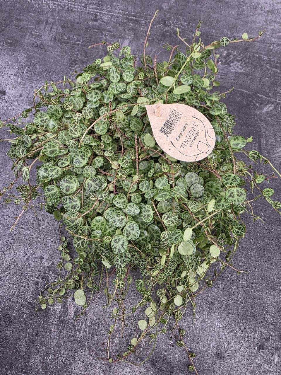 Peperomia Prostrata 