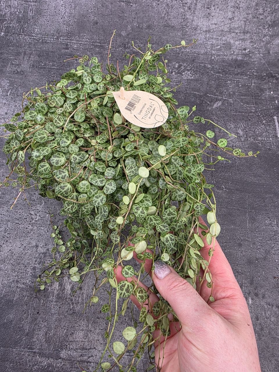 Peperomia Prostrata 