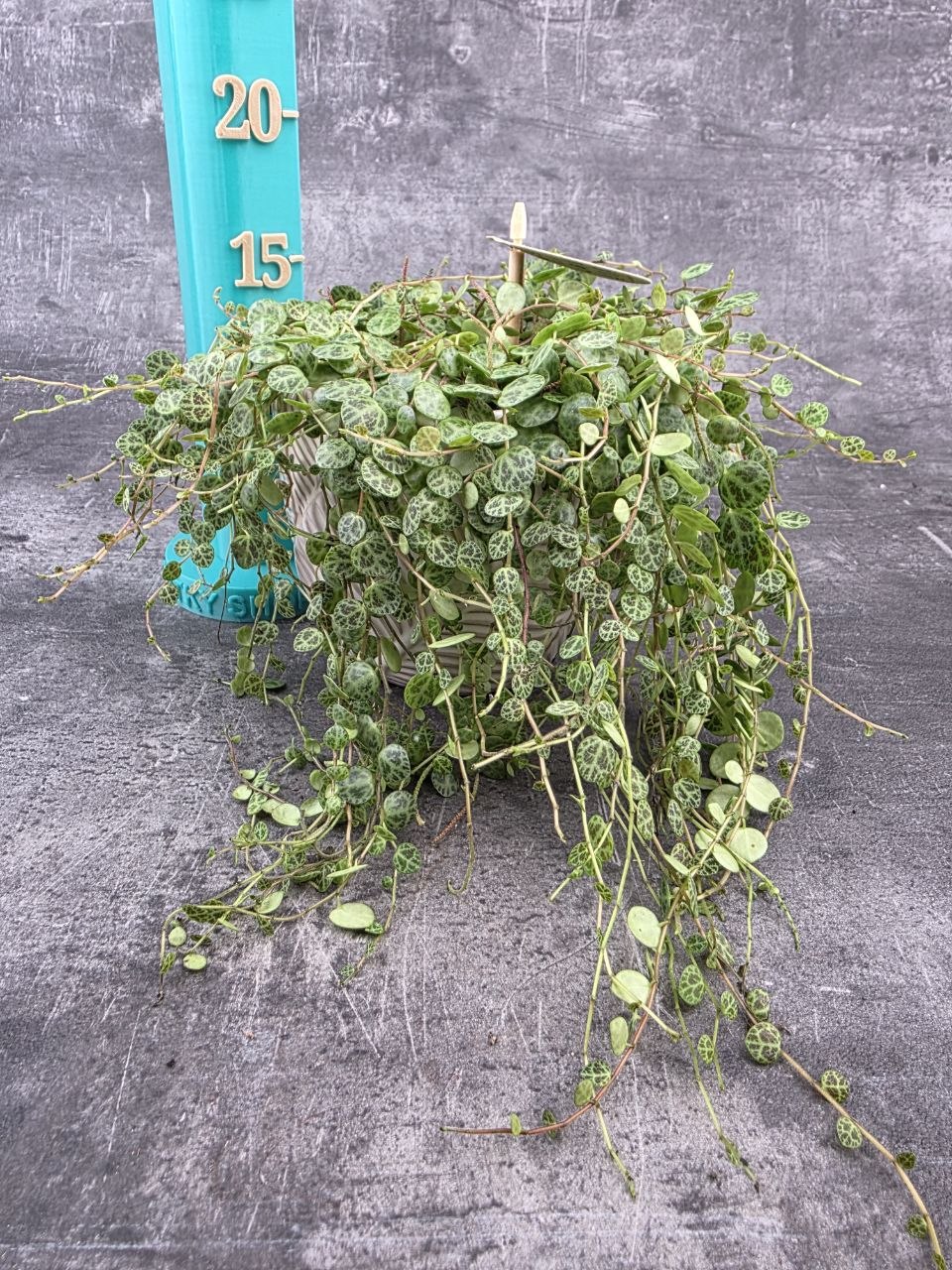 Peperomia Prostrata 