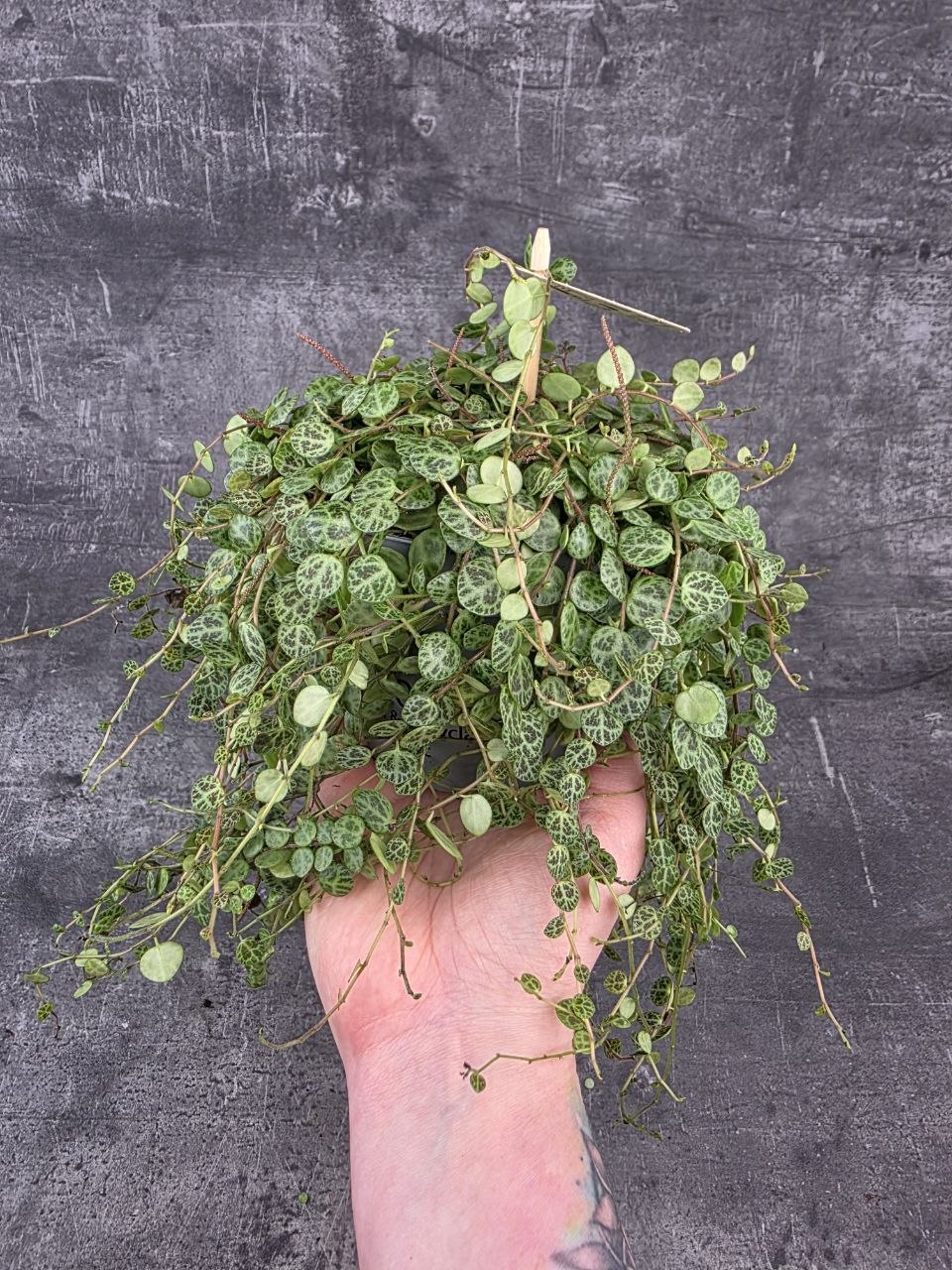 Peperomia Prostrata 