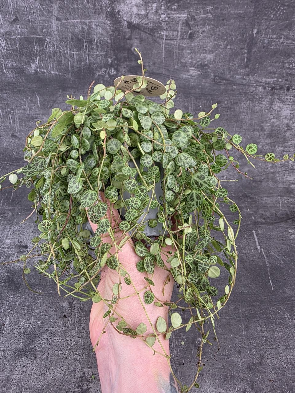 Peperomia Prostrata 