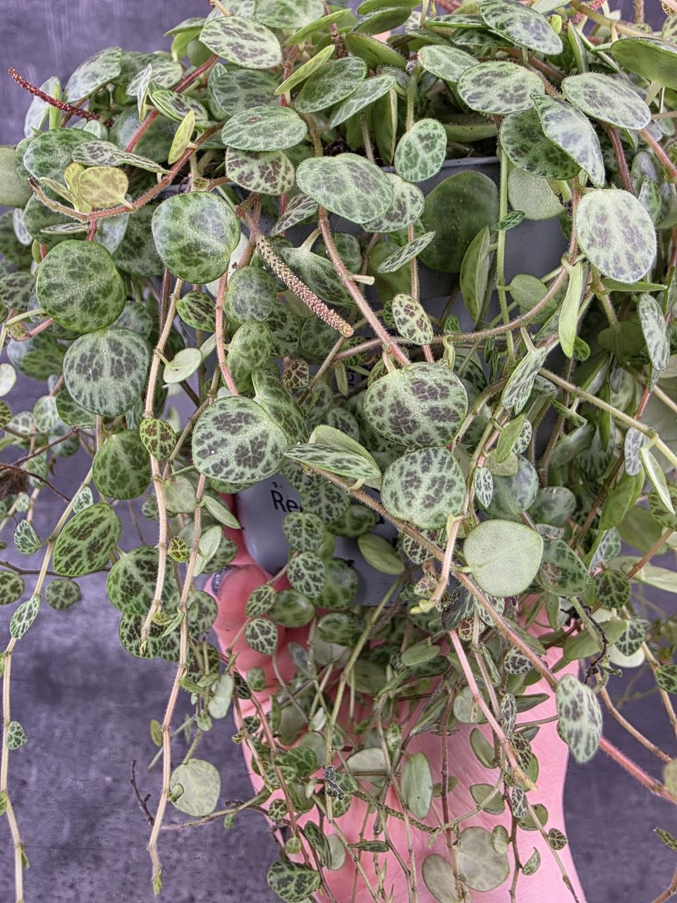 Peperomia Prostrata 