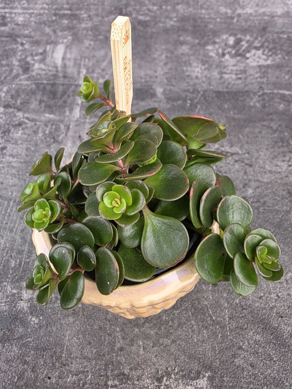 Sedum Makinoi Kosmosje Tornado mini