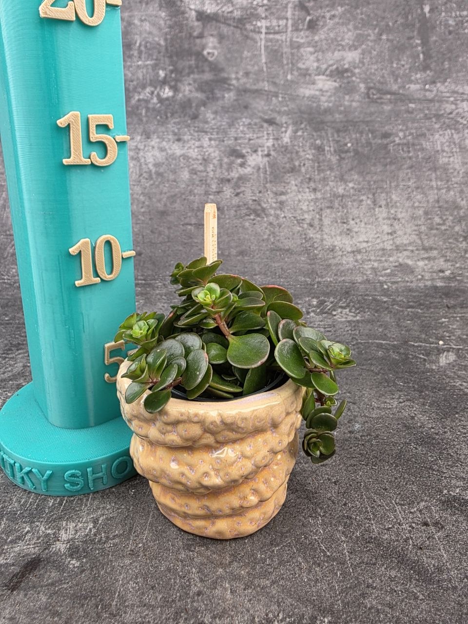 Sedum Makinoi Kosmosje Tornado mini