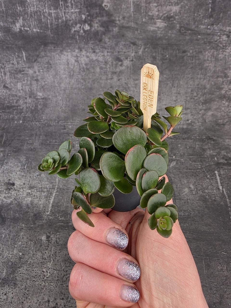 Sedum Makinoi Kosmosje Tornado mini