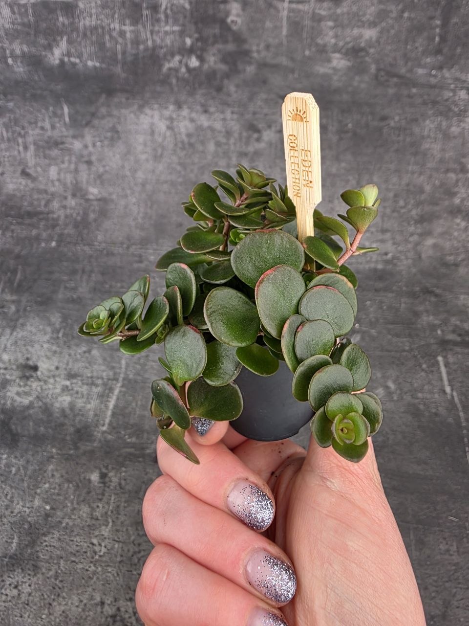 Sedum Makinoi Kosmosje Tornado mini