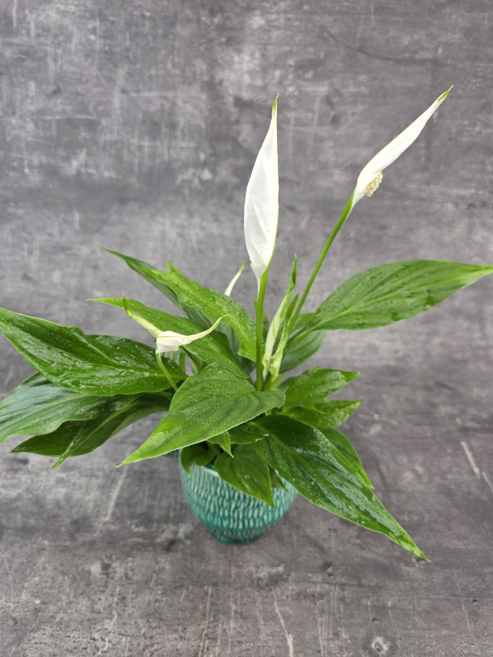 Spathiphyllum Pearl Cupido 9 cm