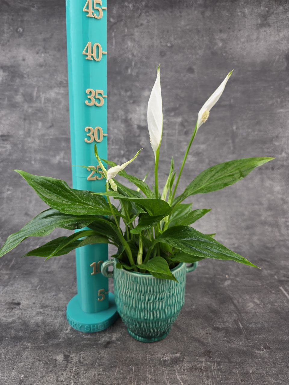 Spathiphyllum Pearl Cupido 9 cm