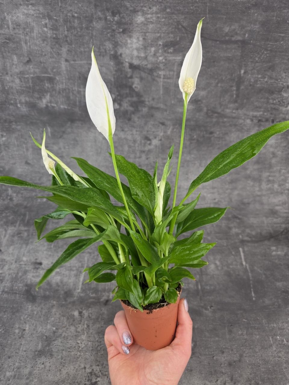 Spathiphyllum Pearl Cupido 9 cm